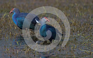 Grey headed swamphen or purple moorhen in a wetland in Bharatpur bird sanctuary