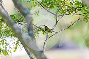 grey-headed tody-flycatcher posing on branch