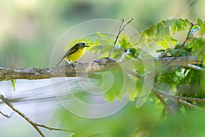 grey-headed tody-flycatcher posing on branch