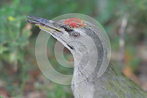 Grey-headed Woodpecker photo