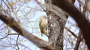 Grey-headed woodpecker