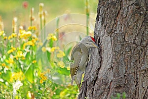 Grey-headed Woodpecker