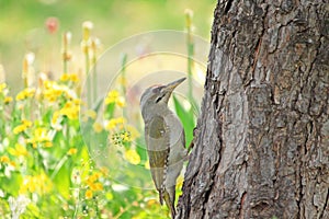 Grey-headed Woodpecker