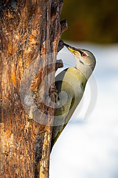 Grey-headed woodpecker attached to the tree with claws in winter