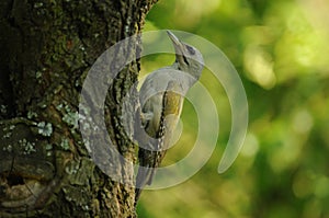 Grey-headed Woodpecker female (Picus canus)