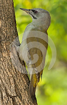 Grey-headed woodpecker (Picus canus) photo