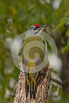Grey-headed woodpecker (Picus canus)