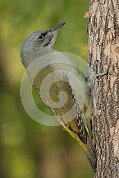 Grey-headed woodpecker (Picus canus) photo