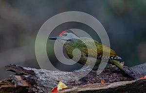 Grey-Headed Woodpecker Picus canus bird in Sattal