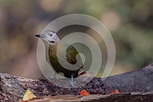 Grey-Headed Woodpecker Picus canus bird in Sattal