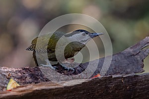 Grey-Headed Woodpecker Picus canus bird in Sattal