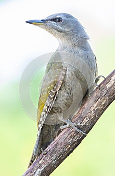 Grey-headed woodpecker, Picus canus. Close-up of a bird