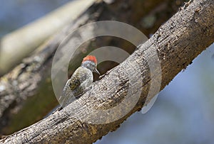 Grey Headed Woodpecker, Picus canus, Masaimara