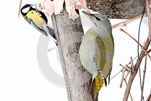 Grey-headed Woodpecker Picus canus and Parus major