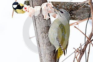 Grey-headed Woodpecker Picus canus and Parus major