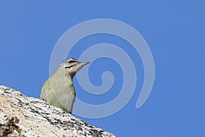Grey-headed woodpecker Picus canus sitting on the rock on blue sky background in sunny autumn day.