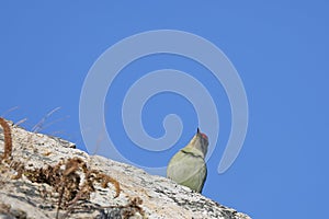 Grey-headed woodpecker Picus canus sitting on the rock on blue sky background in sunny autumn day. Wild woodpecker in natural ha