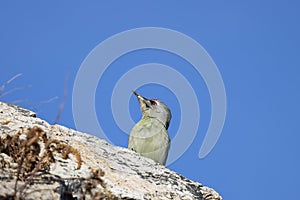 Grey-headed woodpecker Picus canus sitting on the rock on blue sky background in sunny autumn day. Wild woodpecker in natural ha