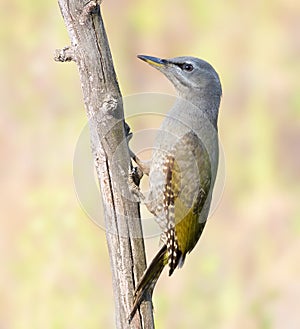 Grey-headed woodpecker, Picus canus. A young female sits on a dry branch