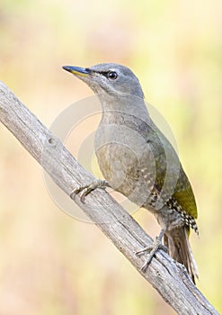 Grey-headed woodpecker, Picus canus. A young female sits on a dry branch