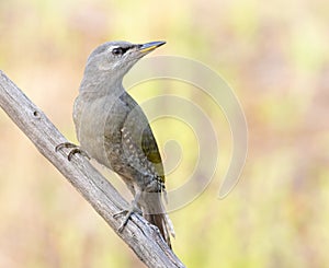 Grey-headed woodpecker, Picus canus. A young female sits on a dry branch