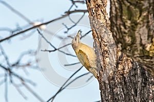 Grey-headed woodpecker on walnut tree