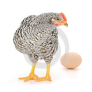 Grey hen with egg