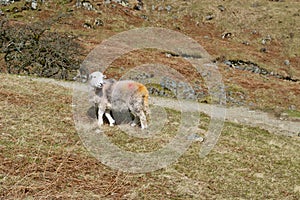 Grey herdwick sheep on a mountain, with multicoloured markings