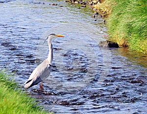 The Grey Heron