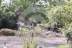 Grey heron