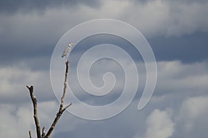 Grey heron.