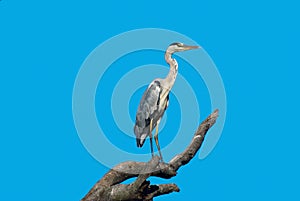 Grey Heron