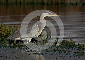 Grey Heron