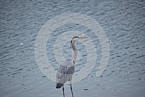 Grey heron