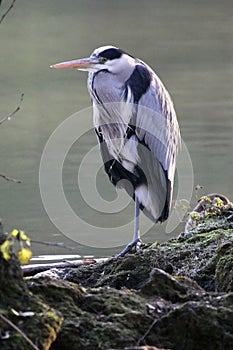 Grey heron