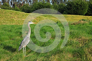 Grey Heron