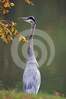 Grey Heron 2