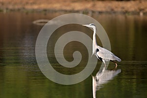 Grey heron