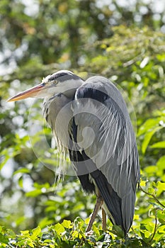 Grey heron
