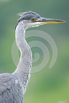 The Grey Heron