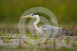 The Grey Heron