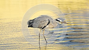 Grey Heron