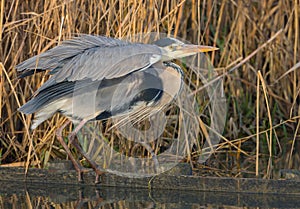 Grey Heron
