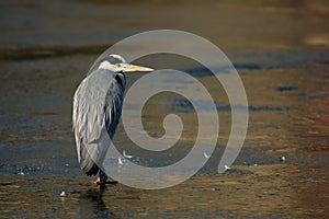 Grey-heron