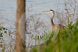 Grey Heron