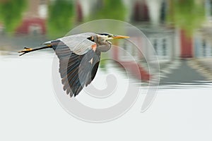 Grey Heron