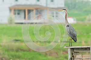 Grey Heron