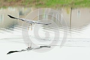 Grey Heron