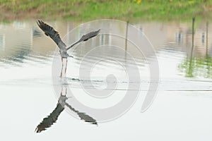 Grey Heron