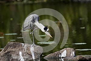 Grey Heron